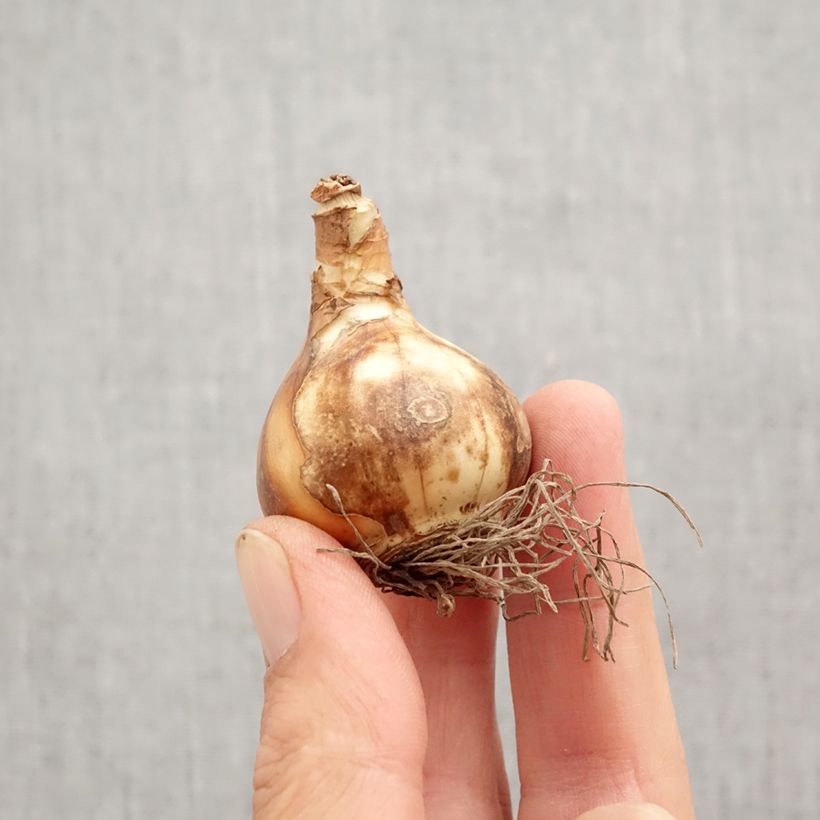 Esemplare di Narciso a fiore doppio Petit Four Bulbo taglia 12+ come consegnato in autunno