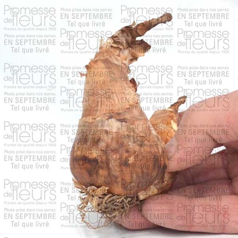 Esempio di esemplare Narciso coronato Pink Pride Bulbo taglia 12+ come consegnato