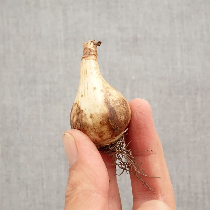 Esemplare di Narciso coronato Pink Pride Bulbo taglia 12+ come consegnato in autunno