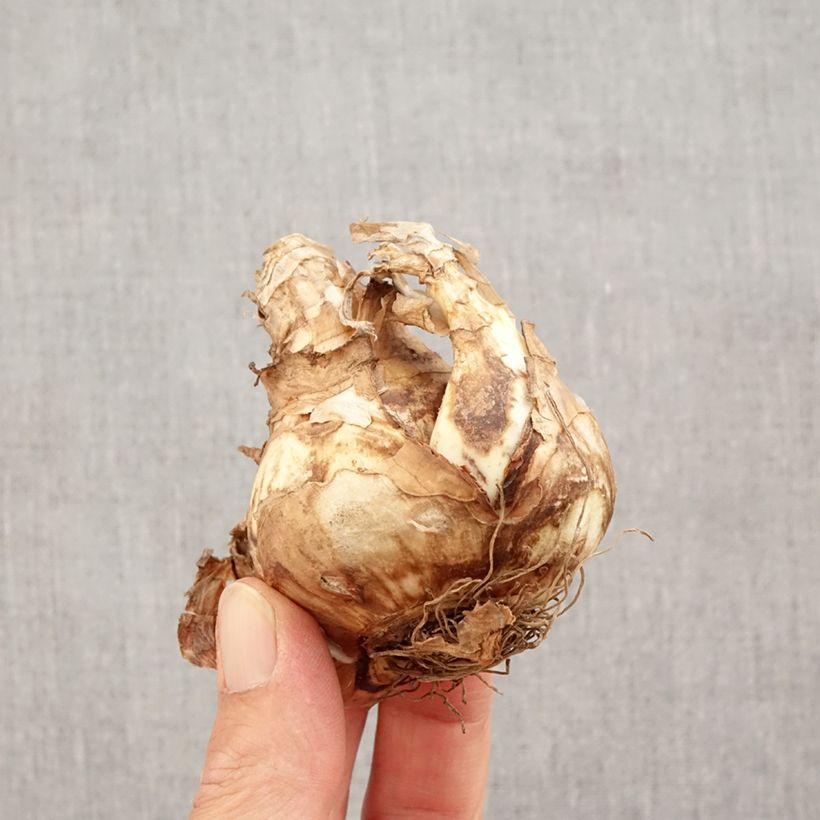 Esemplare di Narciso coronato Piper's End Bulbo taglia 14+ come consegnato in autunno