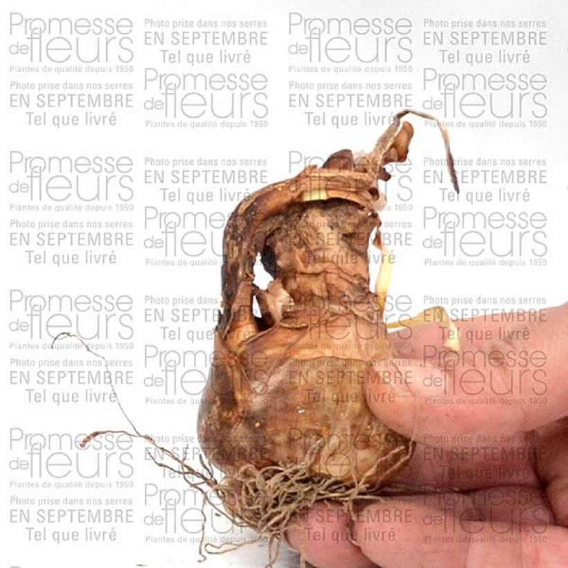 Esempio di esemplare Narciso Albus Plenus Odoratus Bulbo taglia 12+ come consegnato