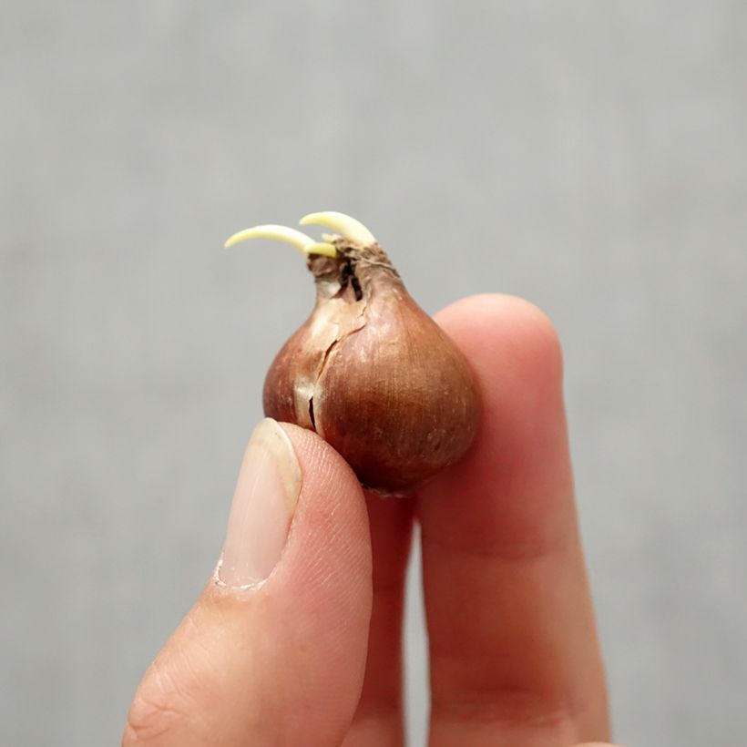Esemplare di Narciso trombone Bulbo taglia 8+ come consegnato in autunno