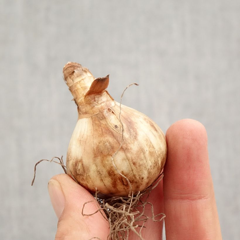 Esemplare di Narciso trombone Obvallaris Bulbo taglia 12+ come consegnato in autunno