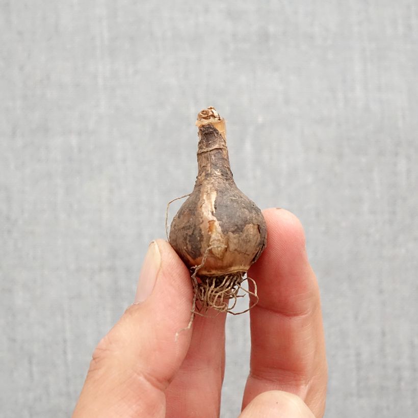 Esemplare di Narciso Quail Bulbo taglia 10+ come consegnato in autunno