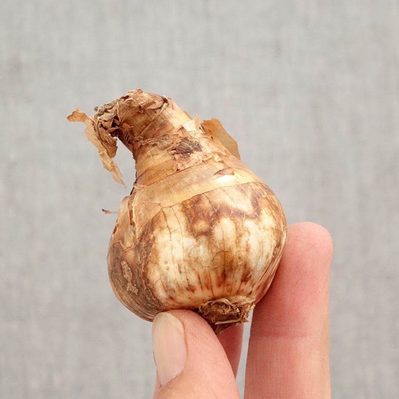 Esemplare di Narciso Replete Bulbo taglia 14/16 come consegnato in autunno