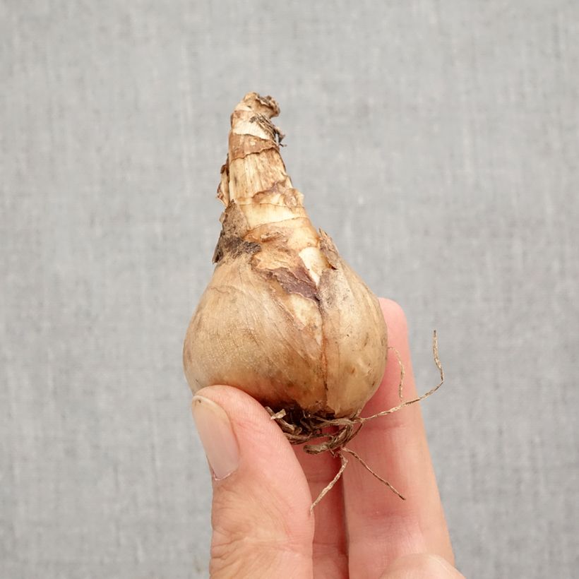 Esemplare di Narciso a fiore doppio Sherborn Bulbo taglia 12+ come consegnato in autunno