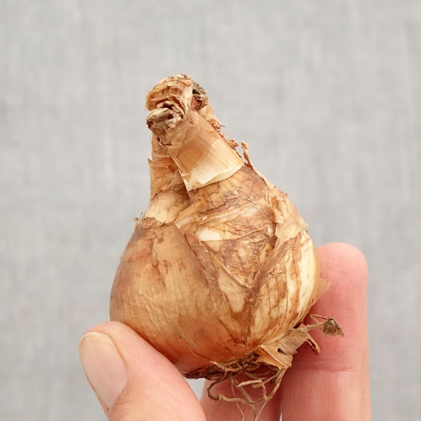 Esemplare di Narciso cyclamineus Skype Bulbo taglia 14/16 come consegnato in autunno