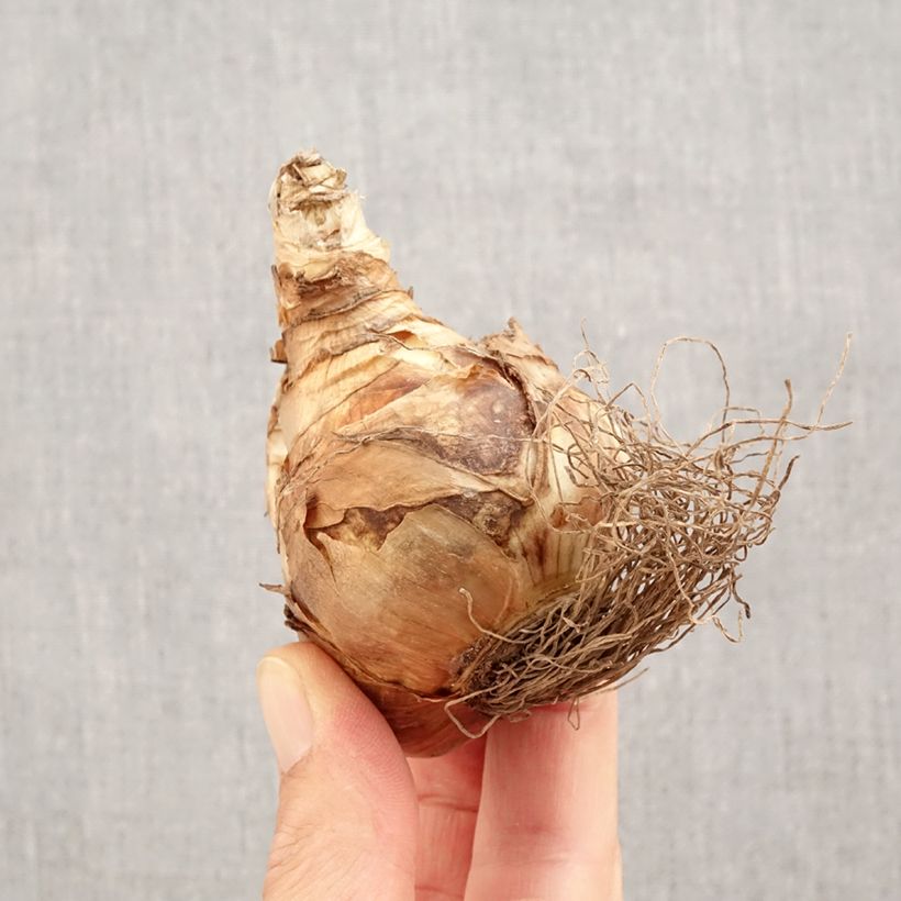 Esemplare di Narciso coronato Snowtip Bulbo taglia 14+ come consegnato in autunno