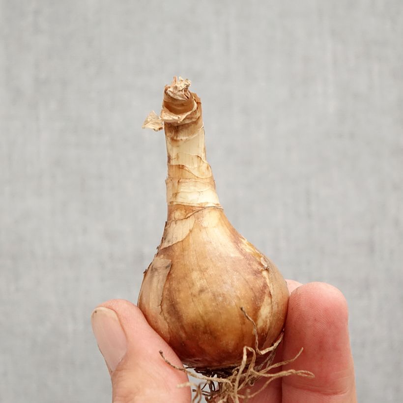 Esemplare di Narciso grande-coronato Spring Sunshine Bulbo taglia 12+ come consegnato in autunno