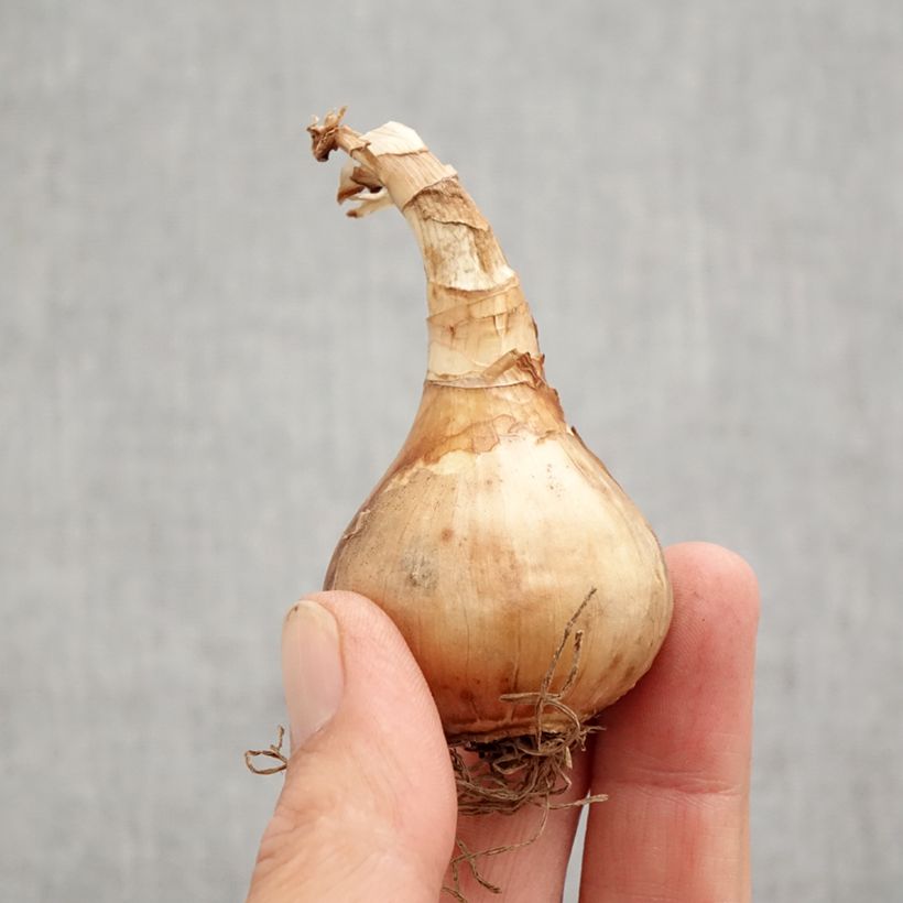 Esemplare di Narciso Stint Bulbo taglia 12+ come consegnato in autunno