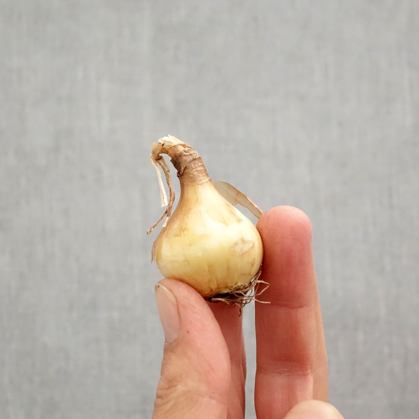 Esemplare di Narciso grande-coronato Sun Disc Bulbo taglia 10+ come consegnato in autunno