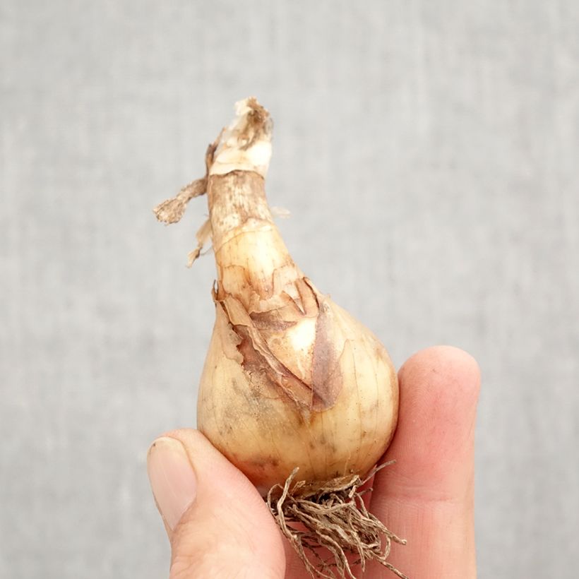 Esemplare di Narciso a fiore doppio Sweet Desire Bulbo taglia 12+ come consegnato in autunno