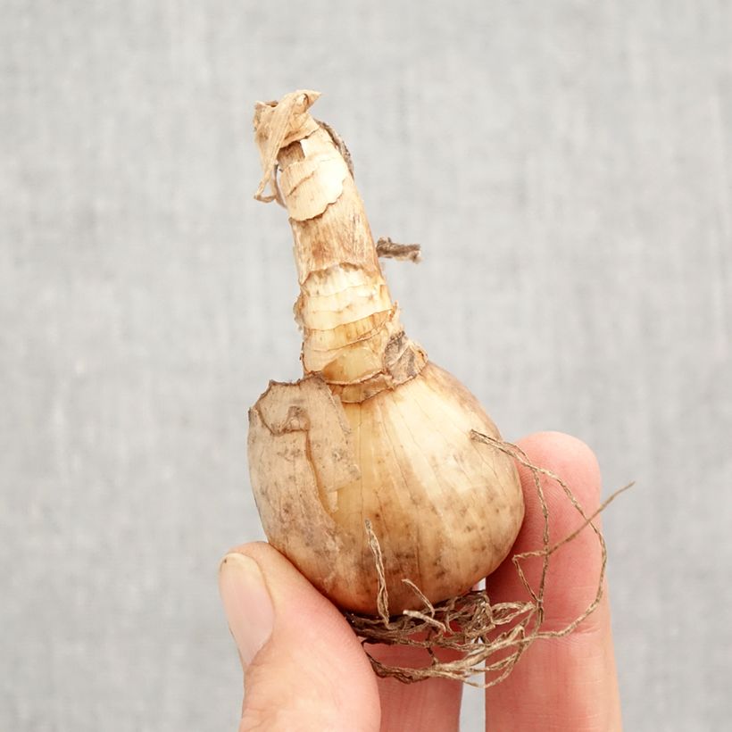 Esemplare di Narciso Tazetta Abba Bulbo taglia 12+ come consegnato in autunno