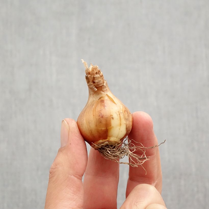 Esemplare di Narciso Tazetta Canaliculatus Bulbo taglia 10+ come consegnato in autunno