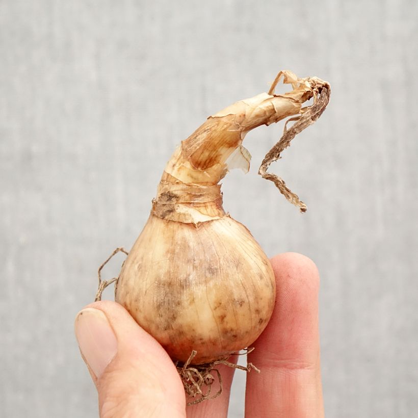 Esemplare di Narciso tazetta Minnow Bulbo taglia 12+ come consegnato in autunno