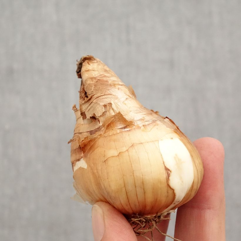 Esemplare di Narciso cyclamineus Tête à Tête Bulbo taglia 14/16 come consegnato in autunno