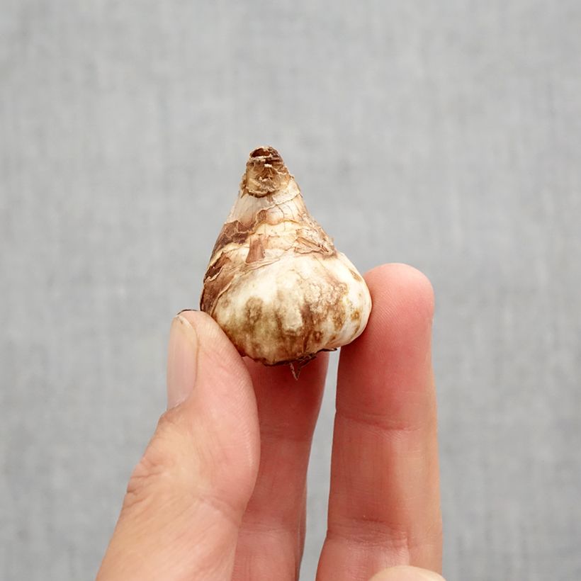 Esemplare di Narciso cyclamineus Tête Bouclée Bulbo taglia 10 come consegnato in autunno