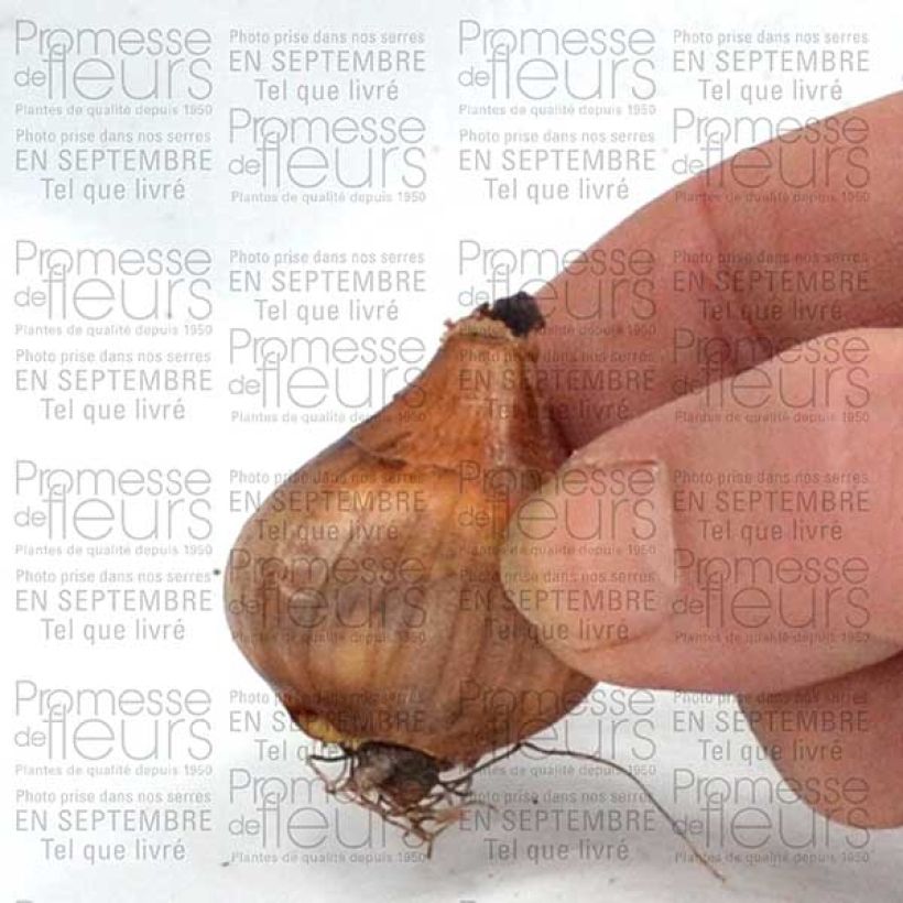 Esempio di esemplare Narciso Topolino Bulbo taglia 8+ come consegnato