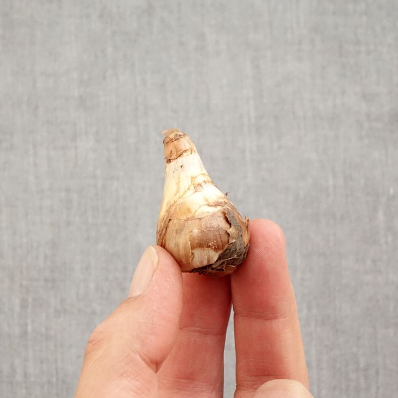 Esemplare di Narciso Topolino Bulbo taglia 8+ come consegnato in autunno