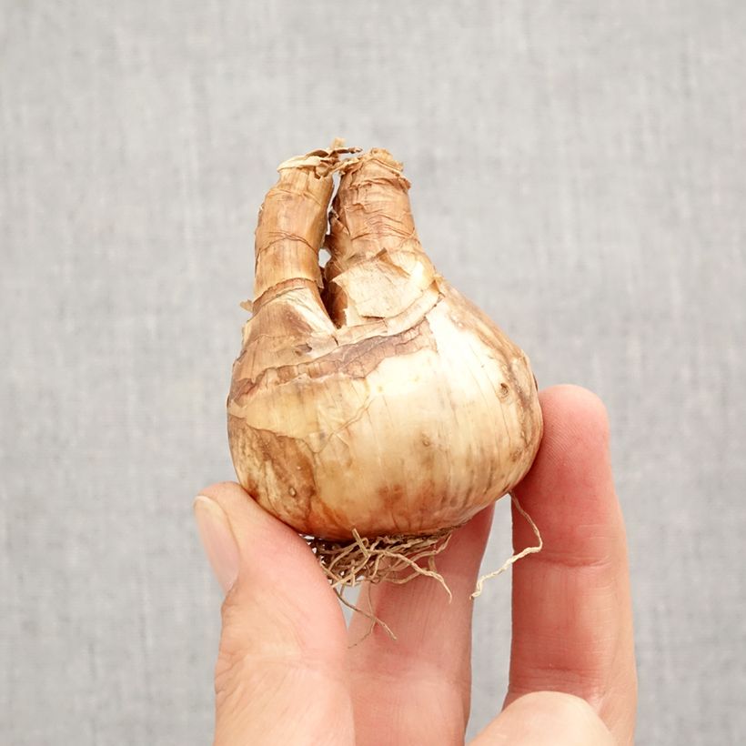 Esemplare di Narciso cyclamineus Trena Bulbo taglia 12+ come consegnato in autunno