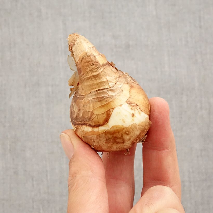 Esemplare di Narciso a fiore orchidea Trepolo Bulbo taglia 12+ come consegnato in autunno