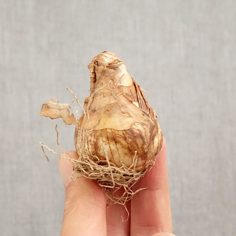 Esemplare di Narcissus triandrus Thalia Bulbo taglia 12+ come consegnato in autunno