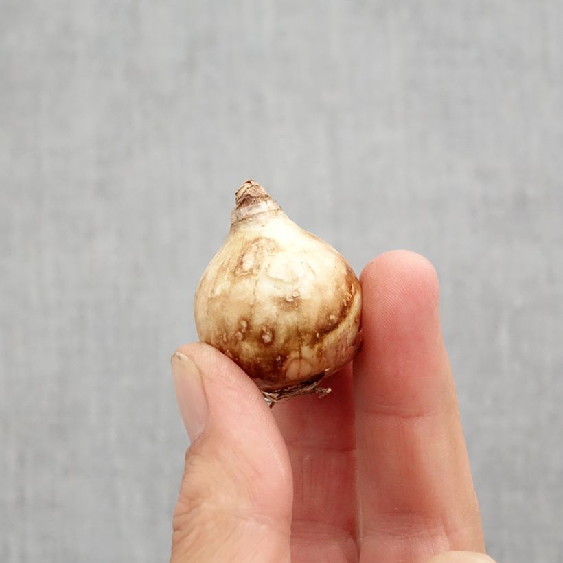 Esemplare di Narciso Tripartite Bulbo taglia 10 come consegnato in autunno