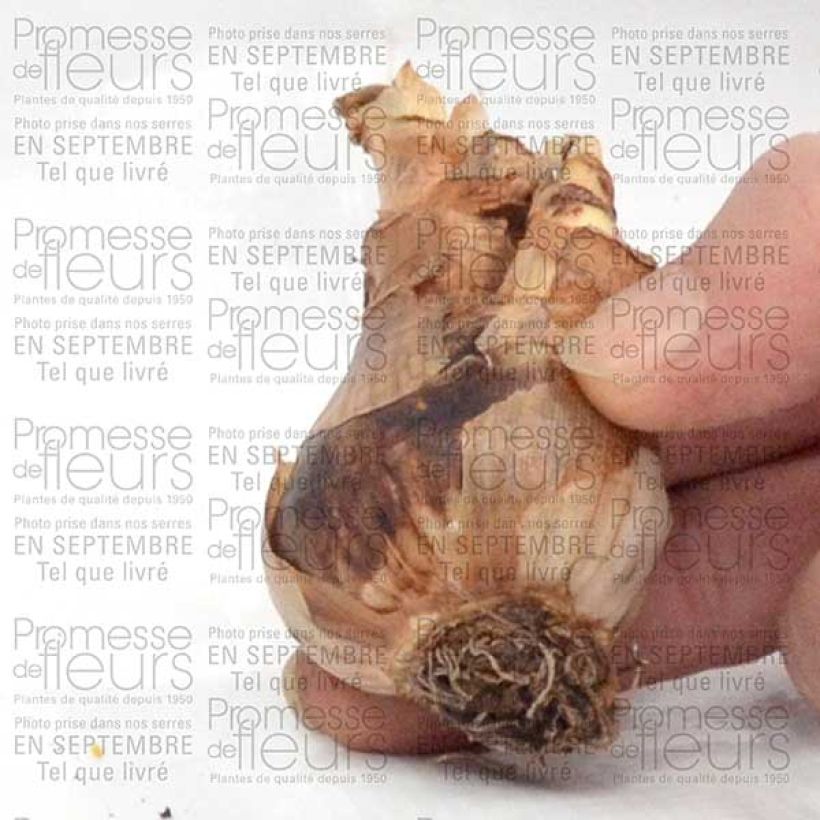 Esempio di esemplare Narciso a fiore doppio Wave Bulbo taglia 12+ come consegnato