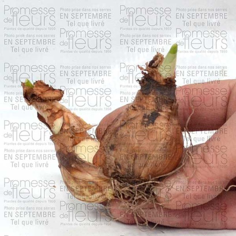 Esempio di esemplare Narciso a fiore doppio Westward Bulbo taglia 14+ come consegnato