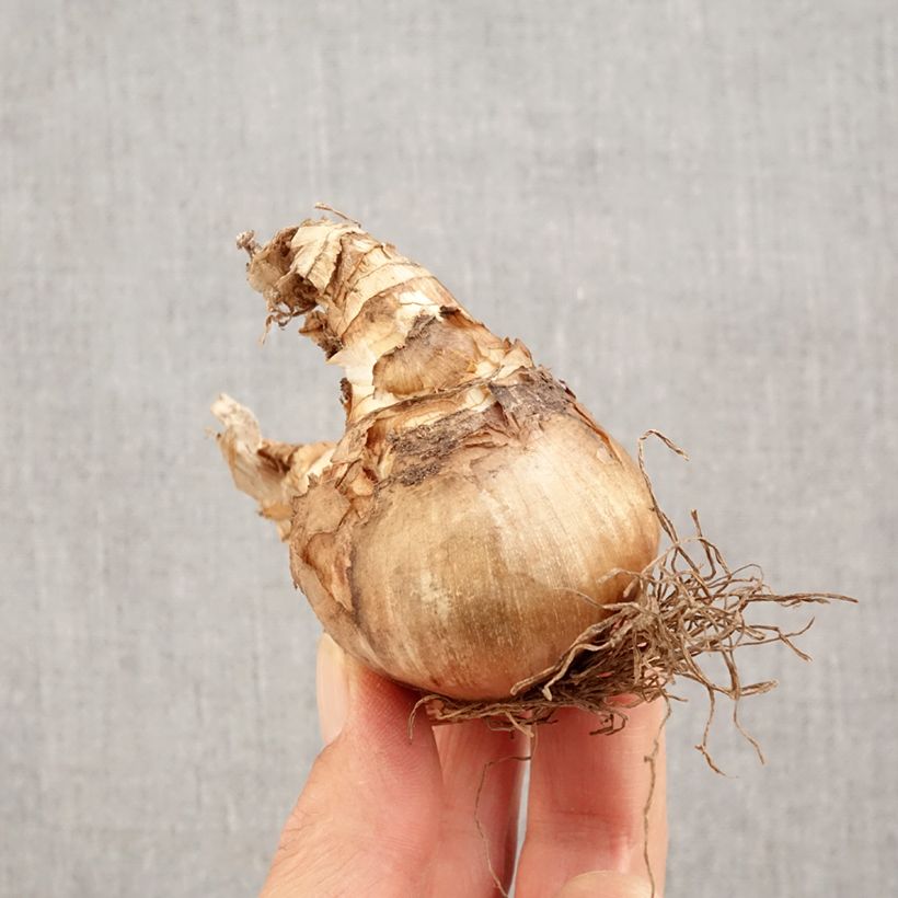 Esemplare di Narciso a fiore doppio Westward Bulbo taglia 14+ come consegnato in autunno