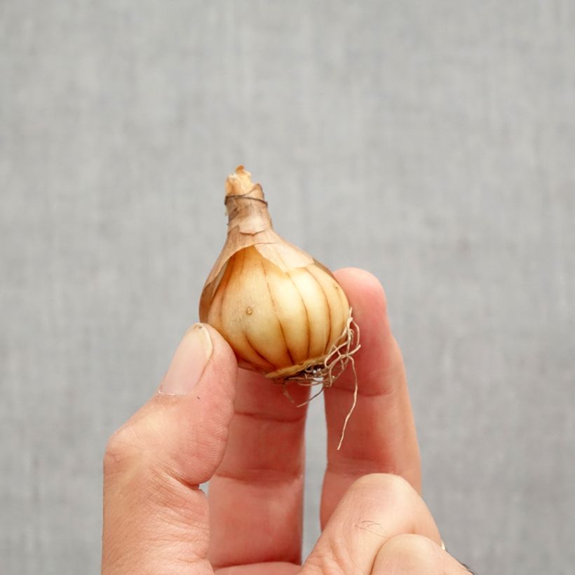 Esemplare di Narciso a tromba WP Milner Bulbo taglia 10+ come consegnato in autunno