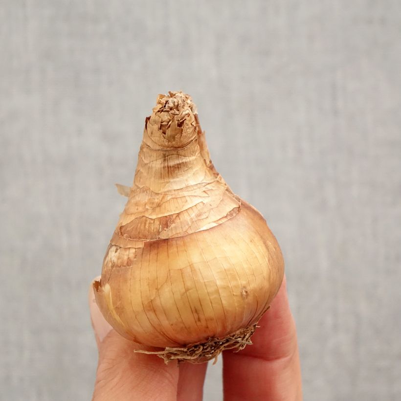 Esemplare di Narciso tazetta Yellow Cheerfulness Bulbo taglia 12+ come consegnato in autunno