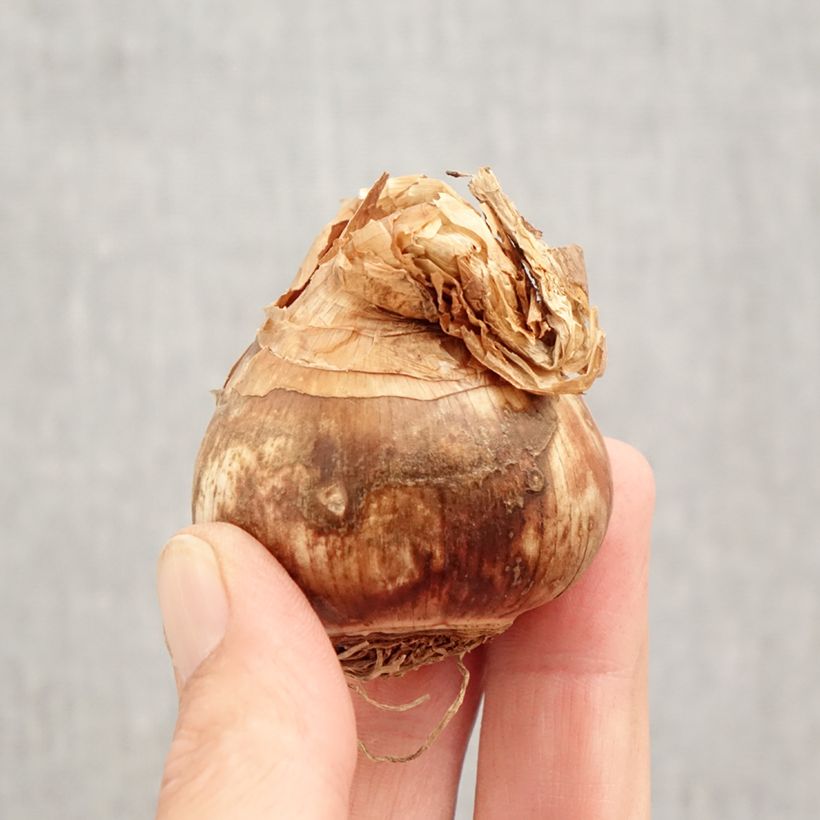 Esemplare di Narcissus - Narciso Bulbo taglia 12+ come consegnato in autunno