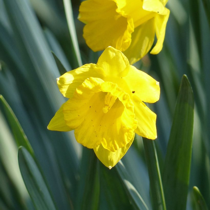 Narciso trombone Obvallaris (Fioritura)