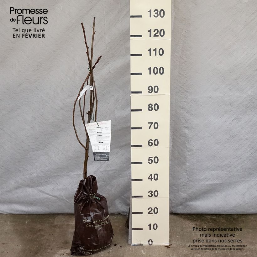 Nashi Hosui Zolla 'Pronta da piantare', Vasetto esemplare consegnato in inverno