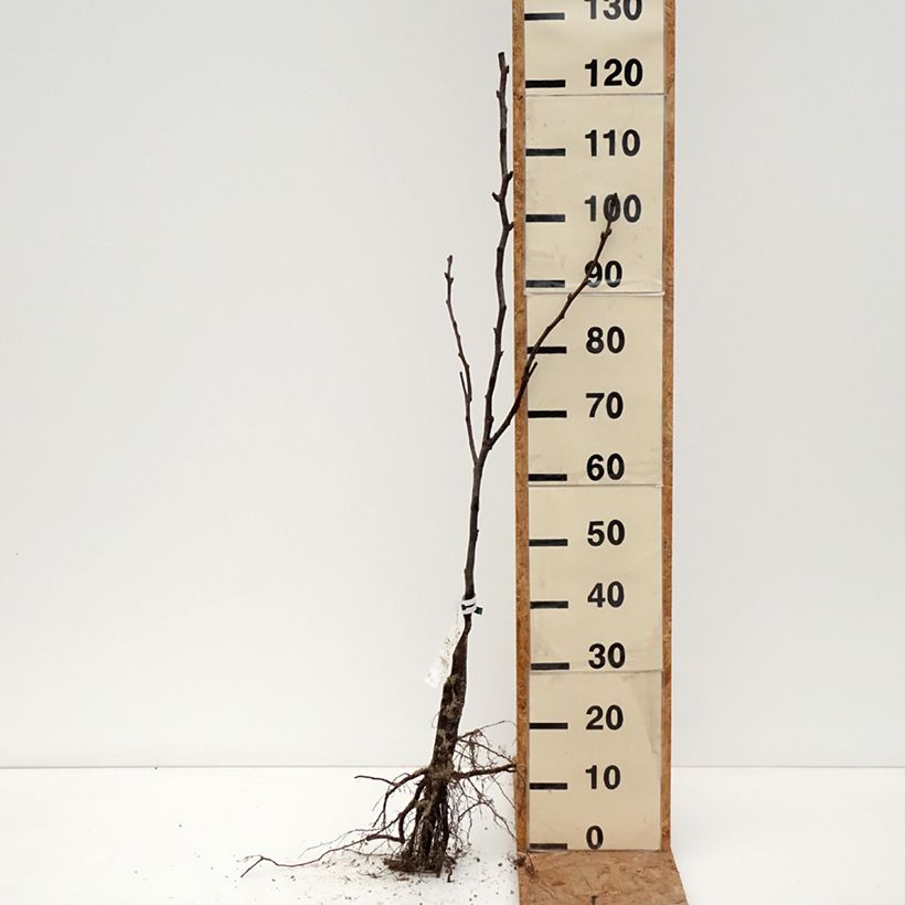 Nashi Shinseiki Bio Piante grandi a radice nuda, Astone esemplare consegnato in inverno