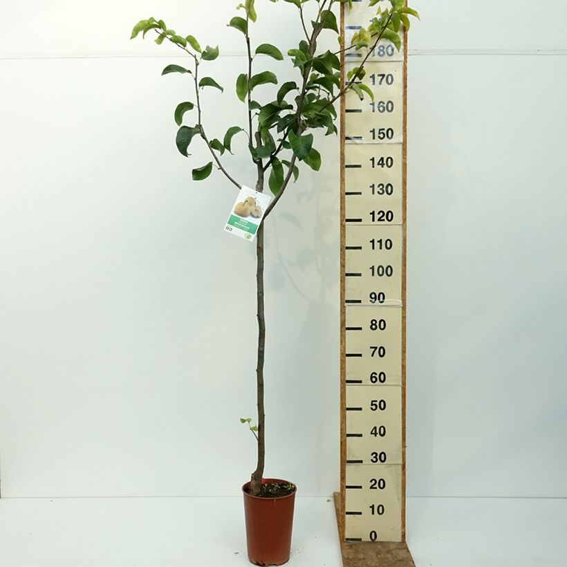 Esemplare di Nashi Shinseiki Vaso da 7,5L/10L, Vaso impalcato medio consegnato in estate