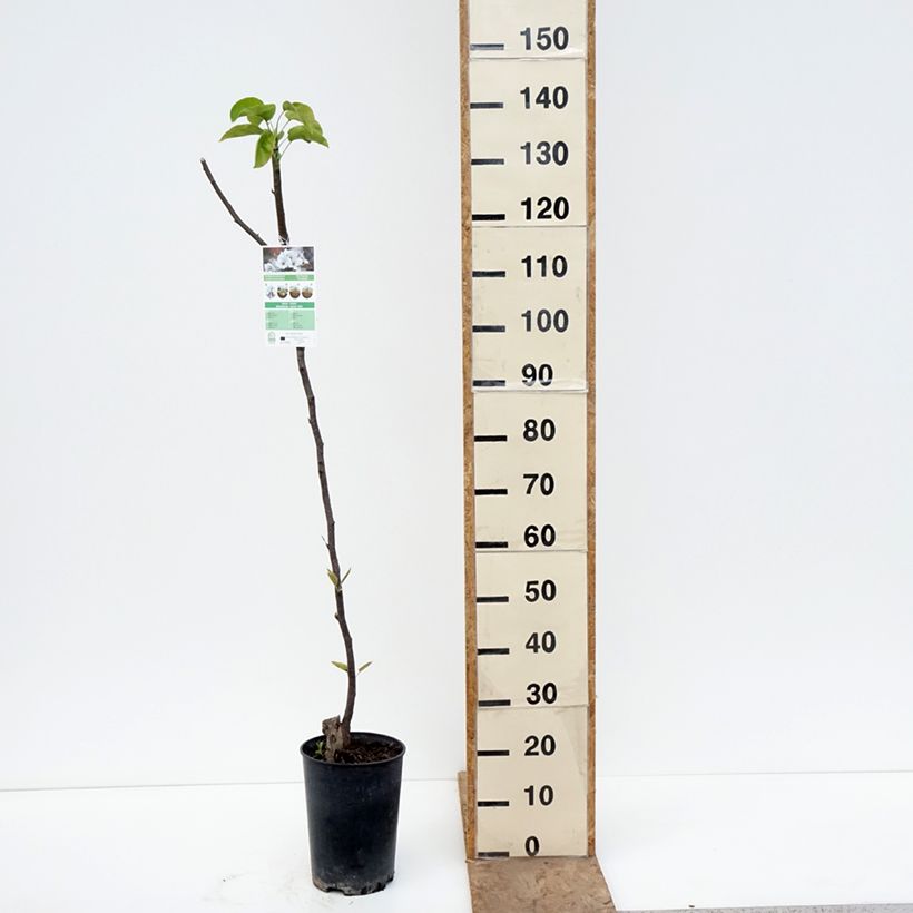 Nashi Shinseiki Vaso da 7,5L/10L, Vaso impalcato medio esemplare consegnato in primavera