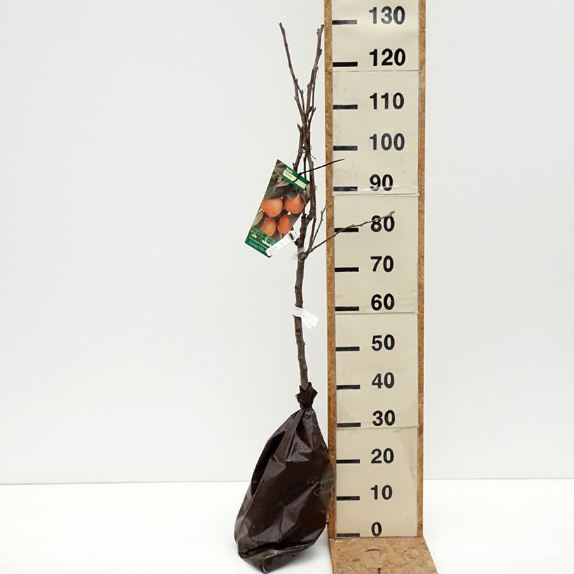 Esemplare di Nashi Shinsui Zolla 'Pronta da piantare', Vasetto come consegnato in autunno