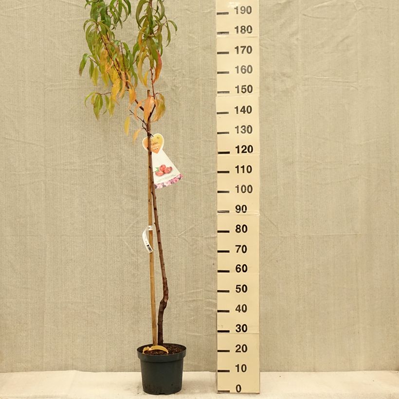 Esemplare di Nettarina Flateryna Vaso da 7,5L/10L, Vaso impalcato medio come consegnato in autunno
