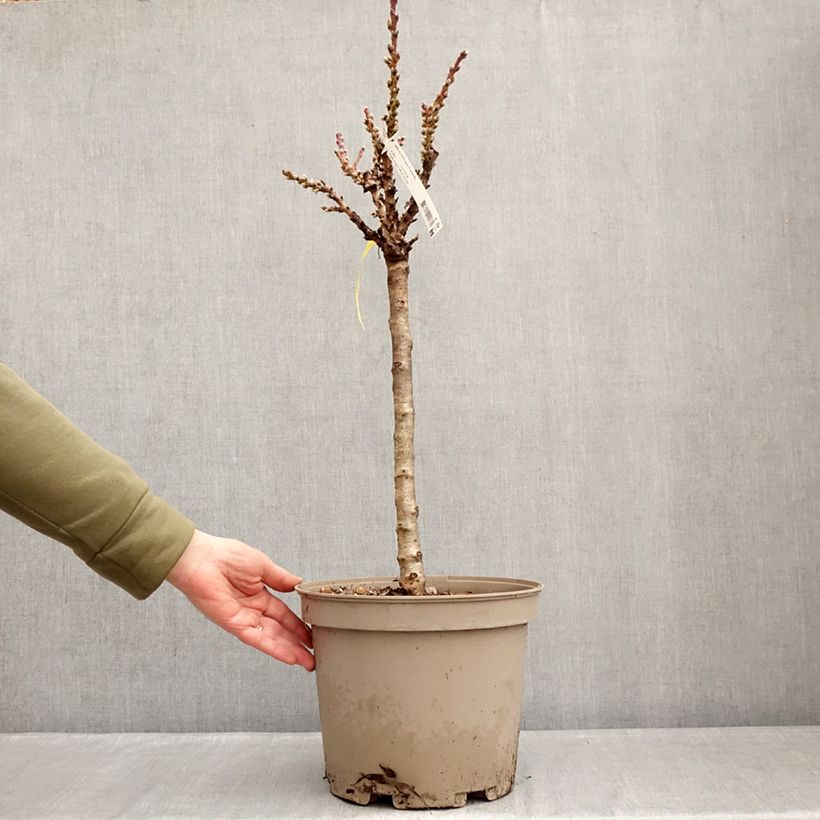 Nettarina Nectarella 'Zaidulab' Vaso da 7,5L/10L, Vaso impalcato basso esemplare consegnato in inverno