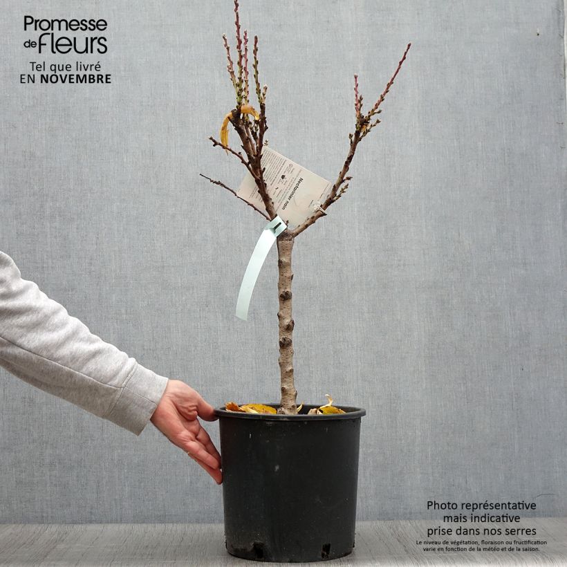 Esemplare di Nettarina Rubis Necta Zee Vaso da 7,5L/10L, Nano come consegnato in autunno