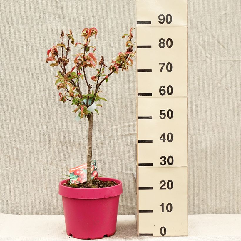 Nettarina Rubis Necta Zee Vaso da 7,5L/10L, Vaso impalcato basso esemplare consegnato in primavera