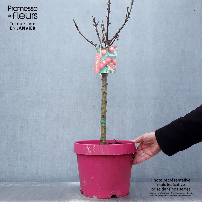 Nettarina Snow Baby Zaisno Vaso da 7,5L/10L, Nano esemplare consegnato in inverno