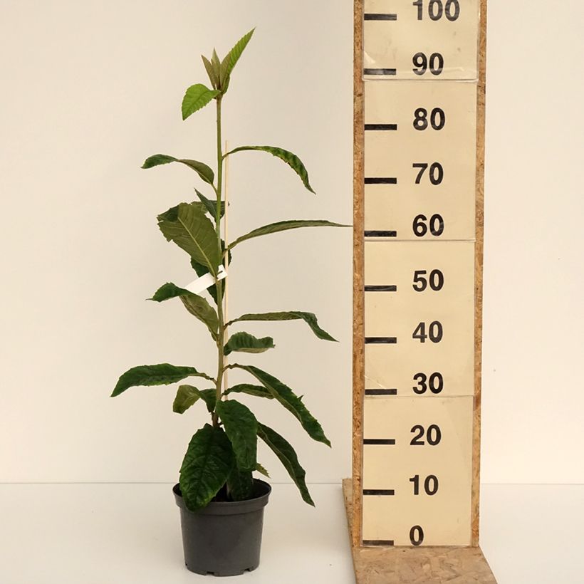 Eriobotrya x japonica - Nespolo del Giappone Vaso da 3L/4L esemplare consegnato in primavera