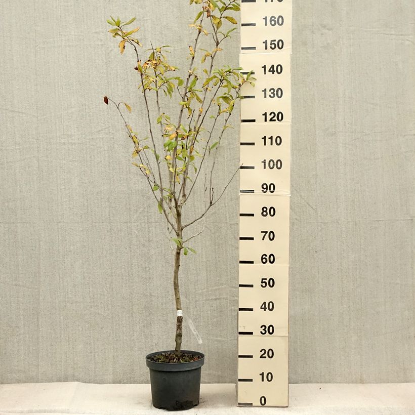 Esemplare di Mespilus germanica - Nespolo Vaso da 4L/5L come consegnato in autunno