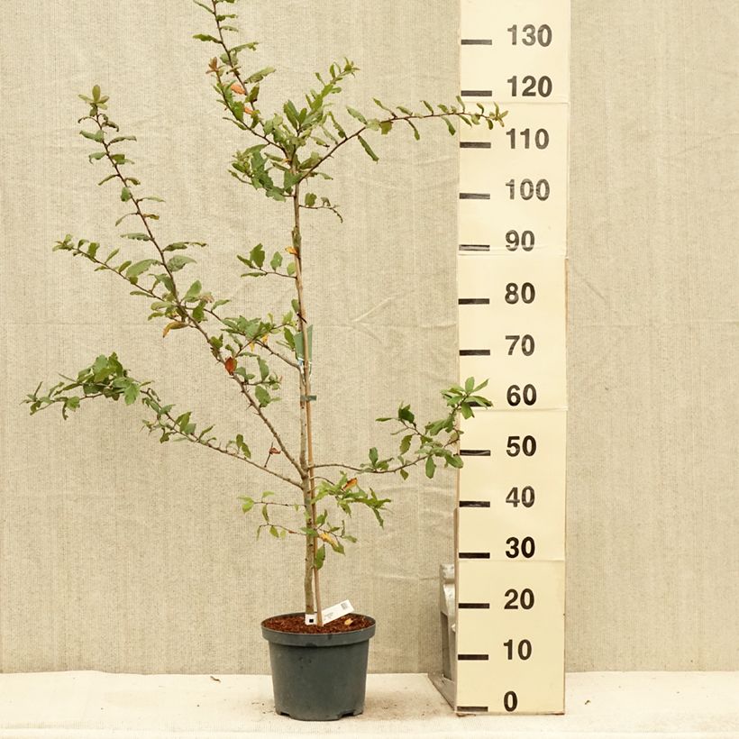 Esemplare di Mespilus germanica Westerveld - Nespolo Vaso da 4L/5L consegnato in estate