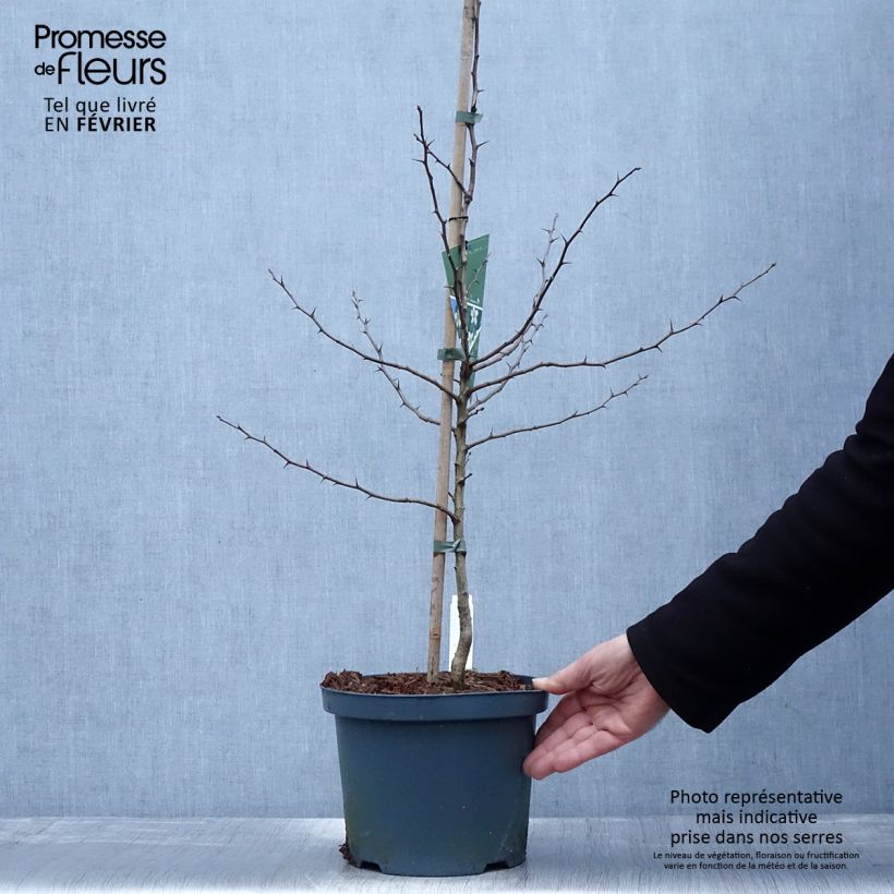 Mespilus germanica Westerveld - Nespolo Vaso da 4L/5L esemplare consegnato in inverno