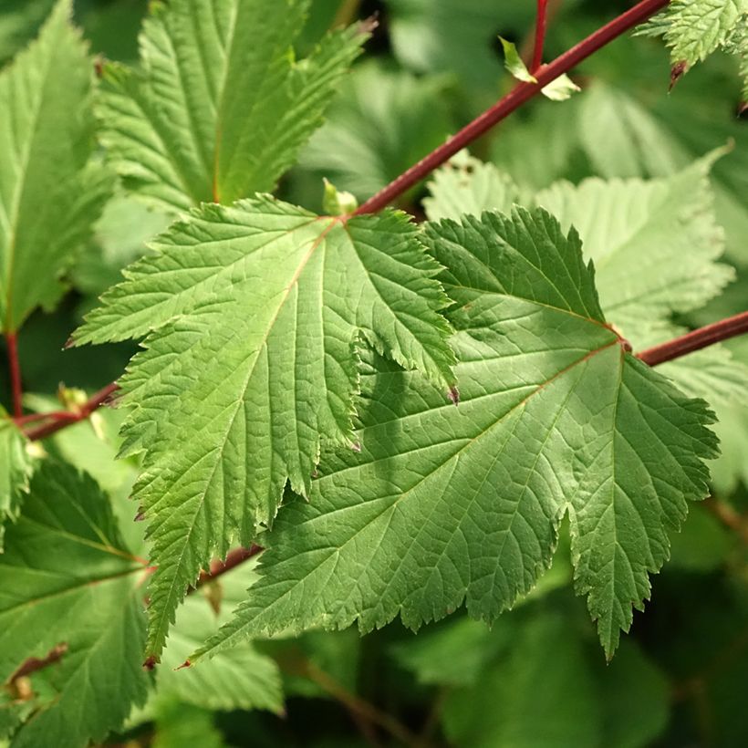 Neillia affinis (Fogliame)