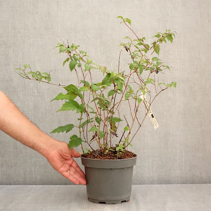 Esemplare di Neillia thibetica Vaso da 3L/4L consegnato in estate